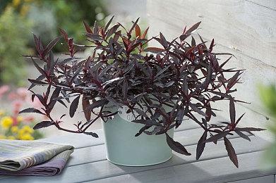 《剑灵2》全新实机预告发布 经典IP双端“重生”