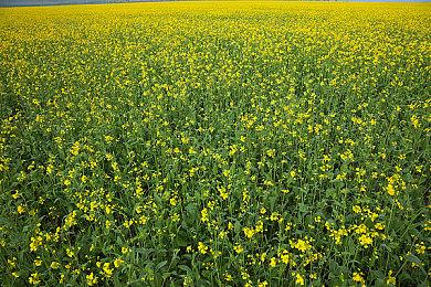 《瑞奇与叮当：分离》庆祝系列20周年 发布免费护甲